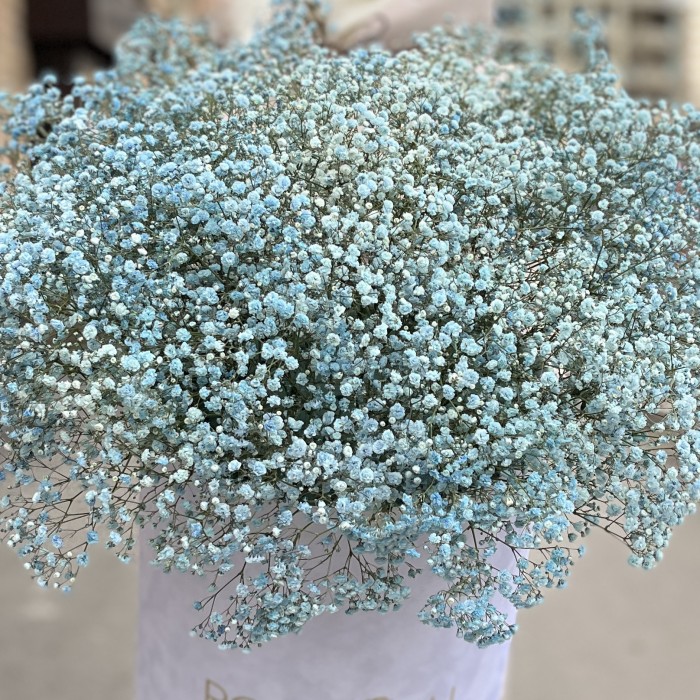 25 голубых гипсофил в бархатной коробке